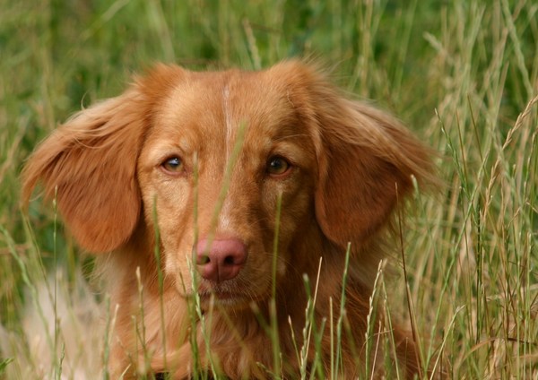 Nova Scotia Duck Tolling Retriever