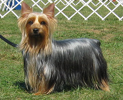 Silky Terrier