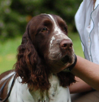 Engelse Springer Spaniel