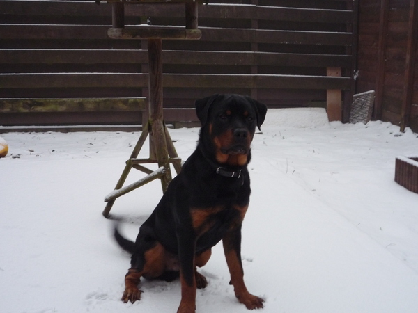 Rottweiler