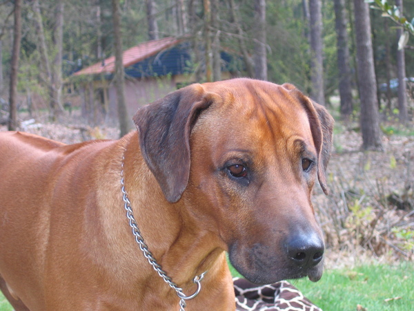 Rhodesian Ridgeback