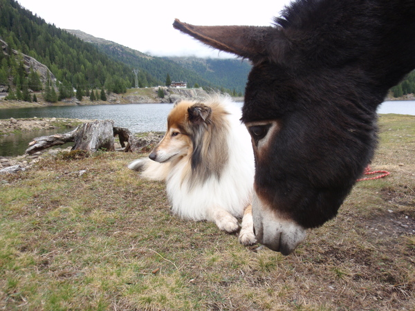 Schotse Herdershond, Langhaar
