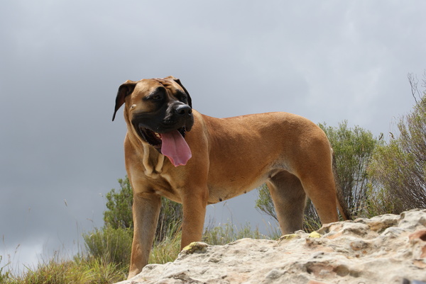 Boerboel