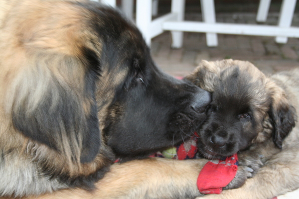 Leonberger