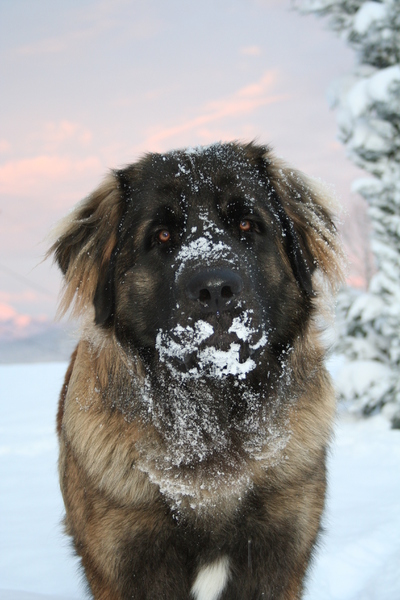 Leonberger