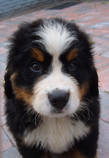 Berner Sennenhond