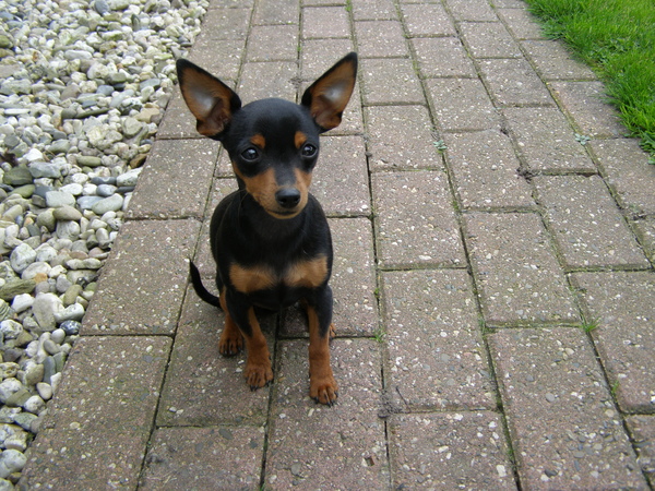 Dwergpinscher