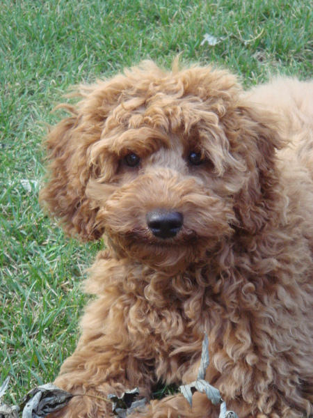 Labradoodle