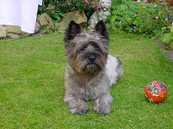 Cairn Terrier