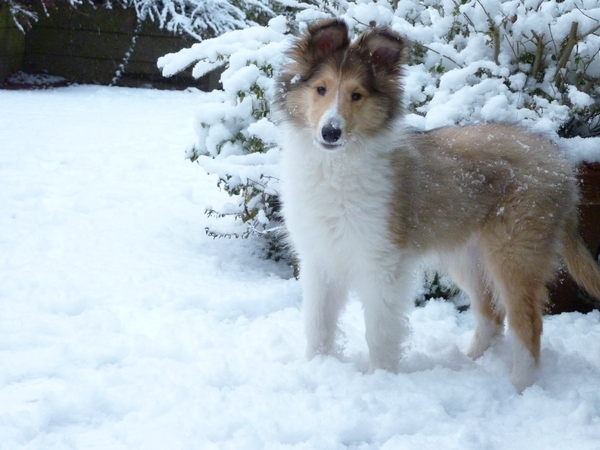Schotse Herdershond, Langhaar
