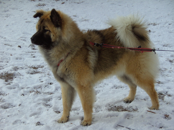 Eurasier