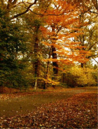 DG045 vakantiehuisin Nijensleek met gratis wireless internet