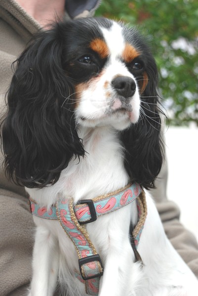 Cavalier King Charles Spaniel