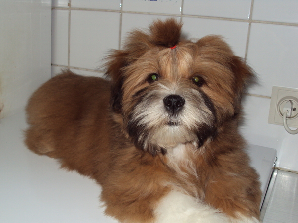 Lhasa Apso