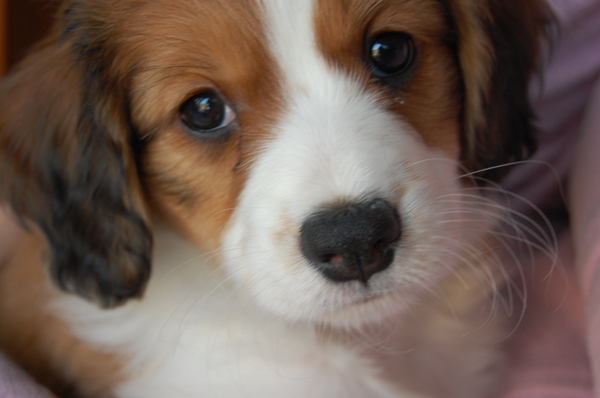 Kooikerhondje