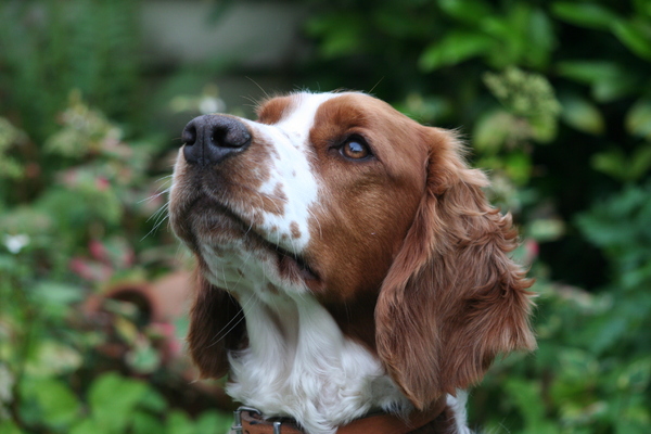 Welsh Springer Spaniel