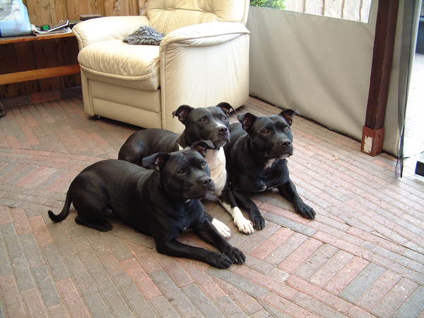 Staffordshire Bull Terrier