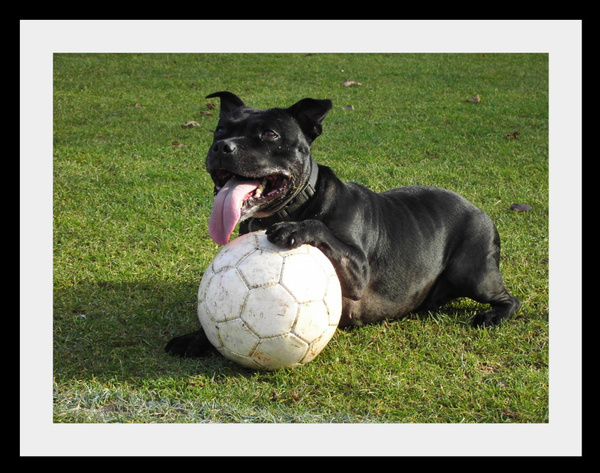 Staffordshire Bull Terrier