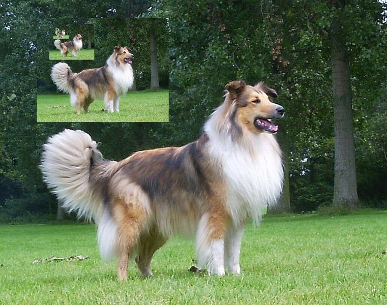 Schotse Herdershond, Langhaar