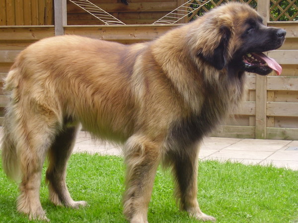 Leonberger