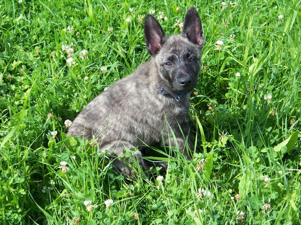 Hollandse Herdershond