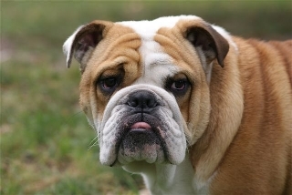 Engelse Bulldog
