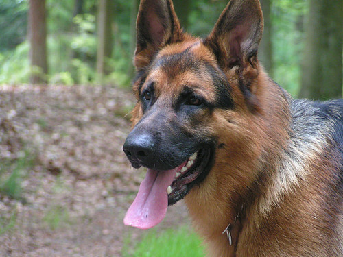 Duitse Herder