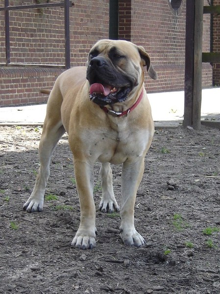 Boerboel