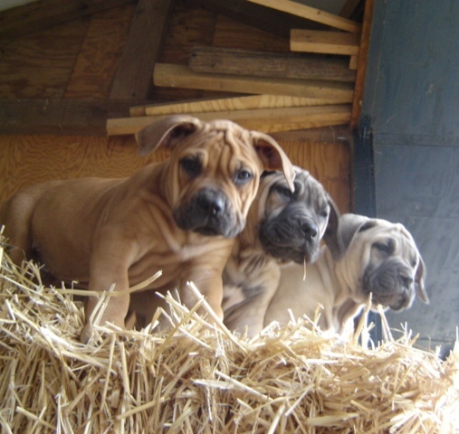 Boerboel