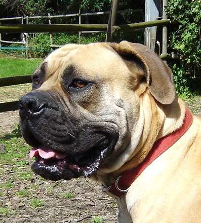 Boerboel