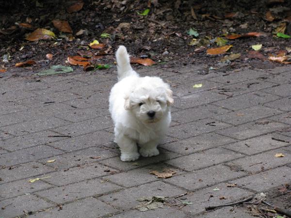 Coton de Tulear