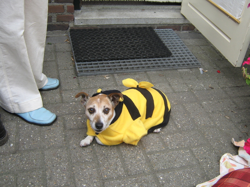 Joey houdt niet van carnaval