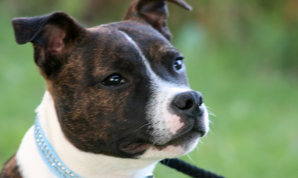 Staffordshire Bull Terrier