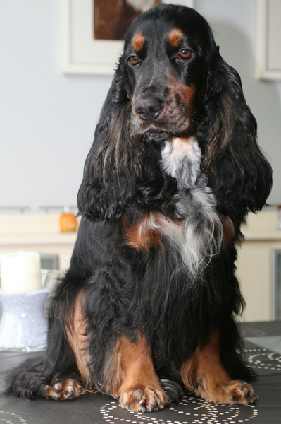 Engelse Cocker Spaniel
