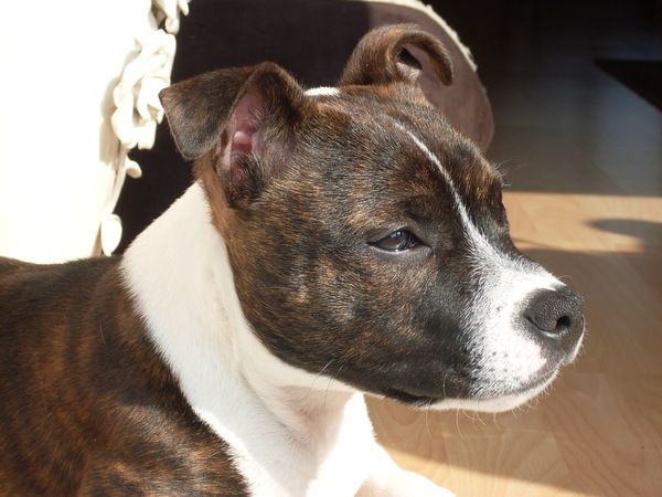 Staffordshire Bull Terrier