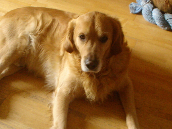 Golden Retriever
