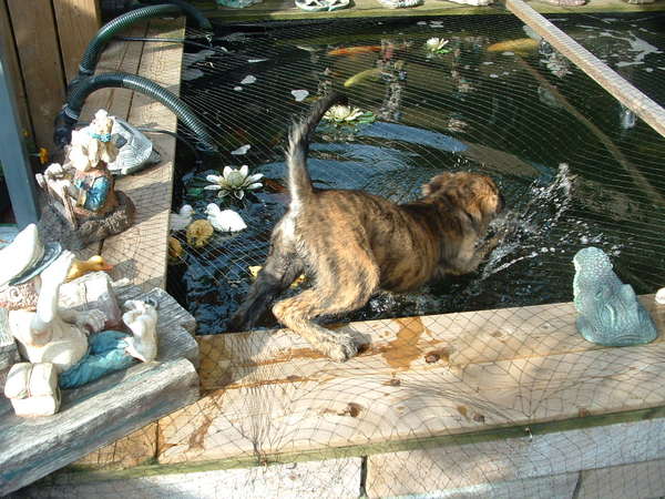 ja, ja, ik mag niet zwemmen