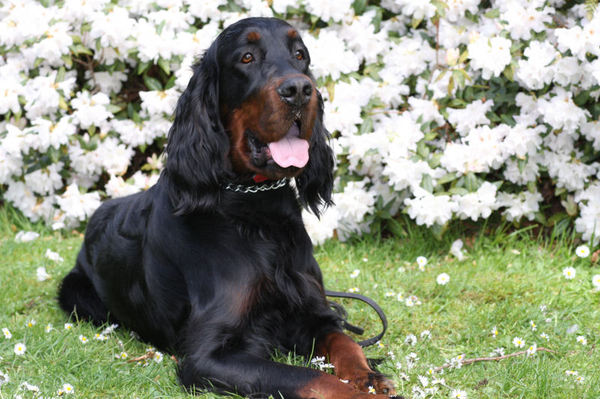Gordon Setter