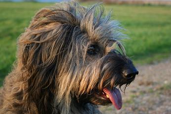 Gos d’Atura Català (Catalaanse herder)