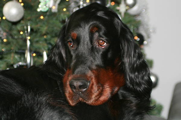 Gordon Setter