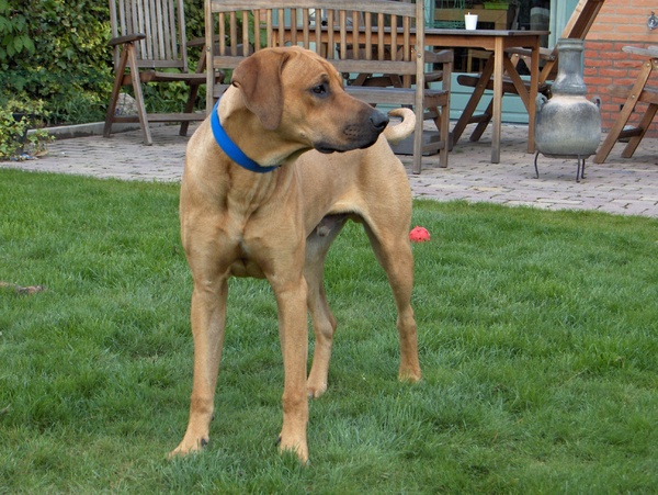 Rhodesian Ridgeback