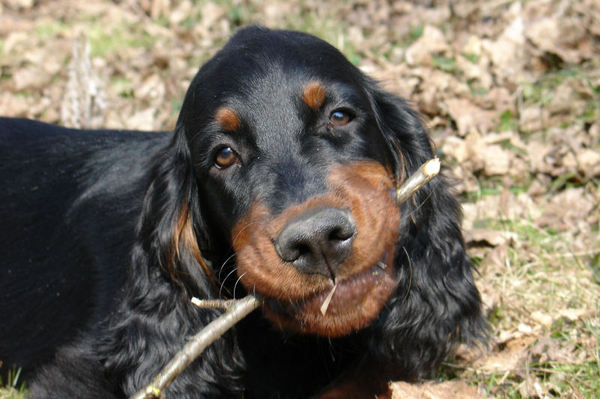 Gordon Setter