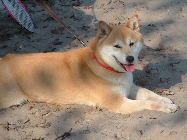 Shiba Inu