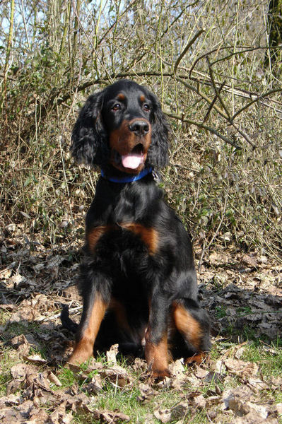 Gordon Setter