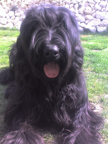 Briard