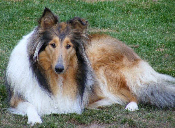 Schotse Herdershond, Langhaar