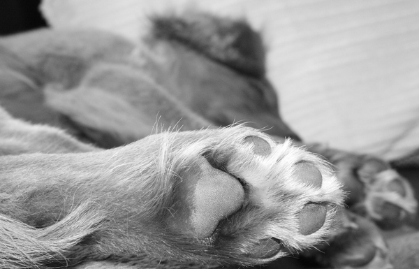 Pootje van..... Amber