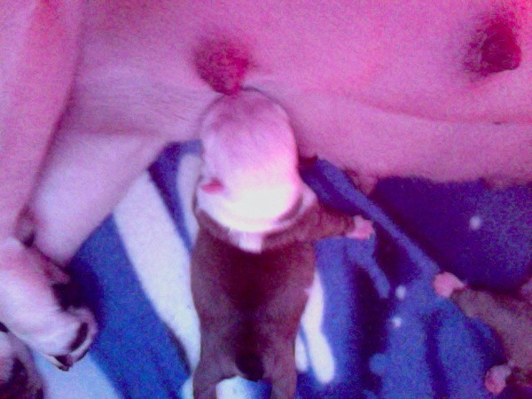 heel heel heel klein