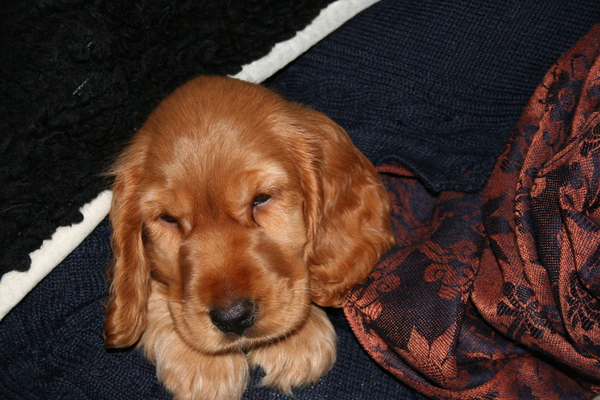 Brisca is een pup
