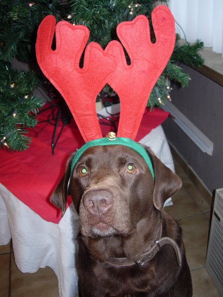 Ook Jarco klaar voor kerstmis